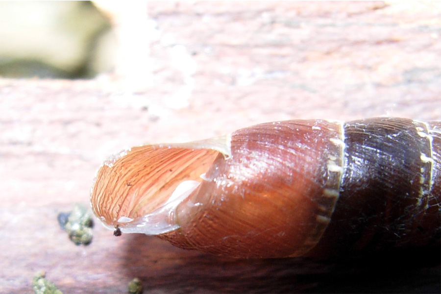 Clausiliidae e altre chiocciole